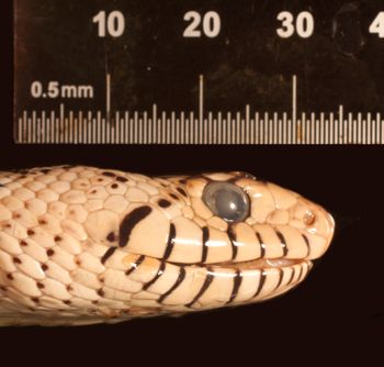 Media type: image;   Herpetology R-80222